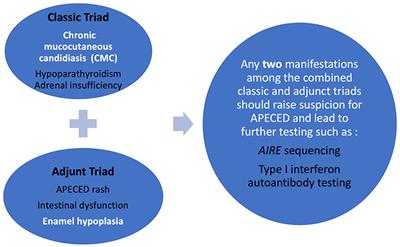 Case Report: Dental Findings Can Aid in Early Diagnosis of APECED Syndrome